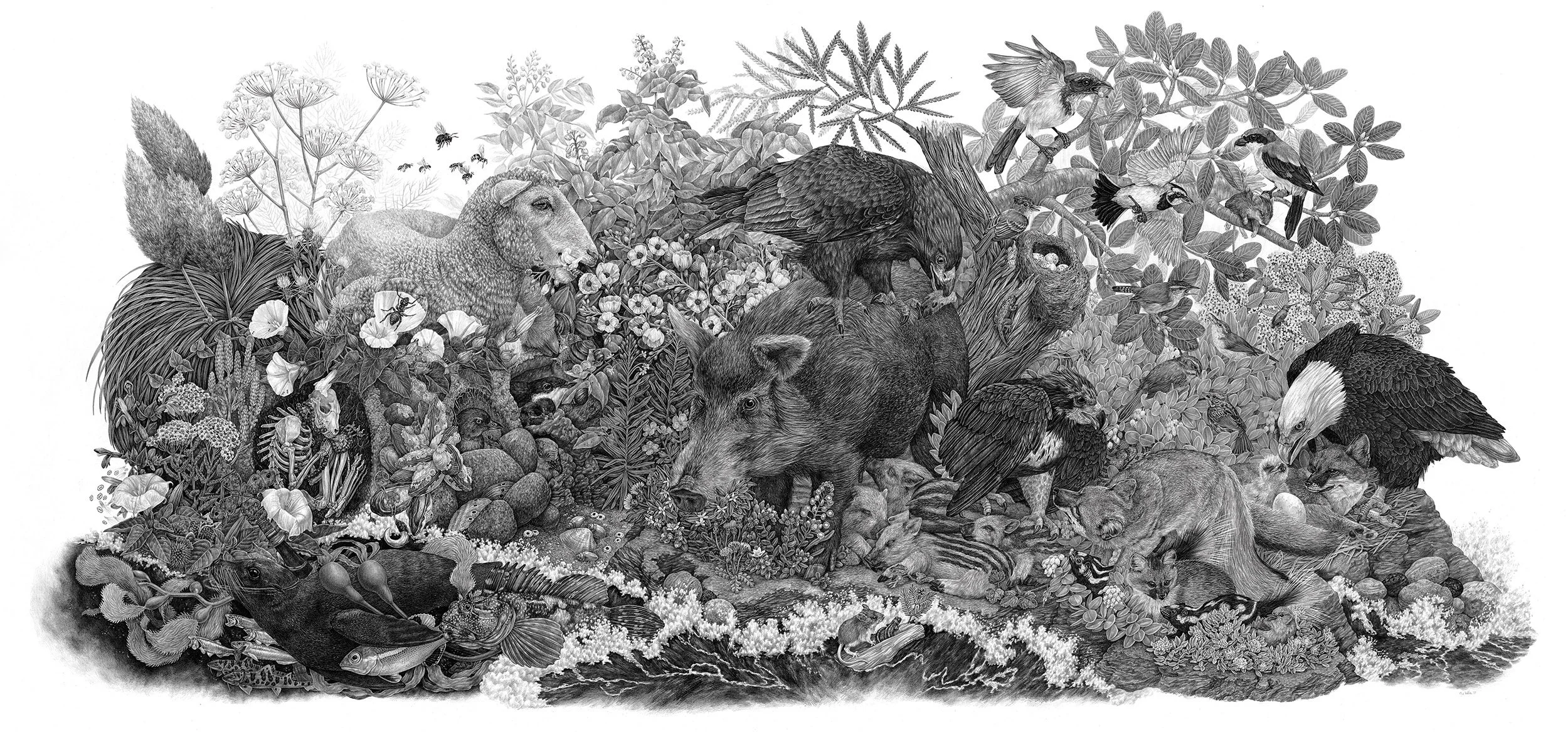 2017 | Limuw Santa Cruz Island — Zoe Keller Nature Art